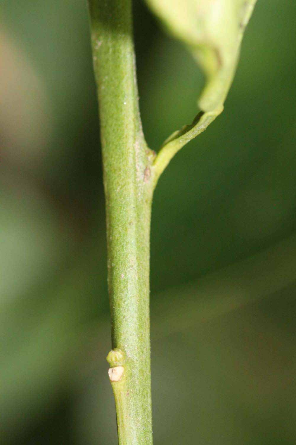            First year twig (Riverside, CA)   